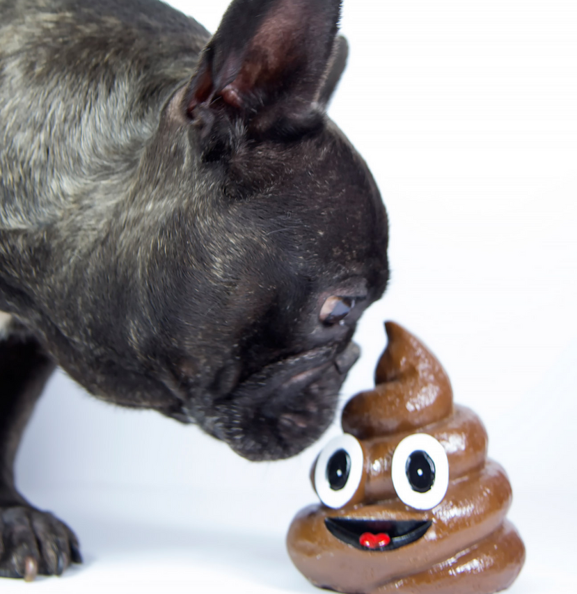 5 Reasons Your Dog Eats Poop and How to Stop It