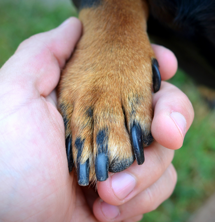 How To Care For Your Dog's Paws