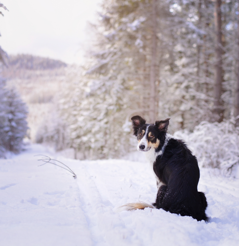 4 Ways to Keep Your Dog’s Joints Healthy This Winter