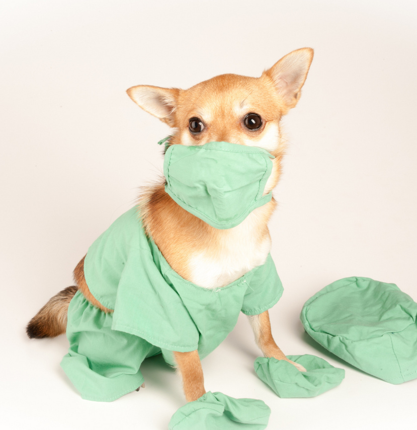 5 Ways to Prevent Cancer in Your Pet